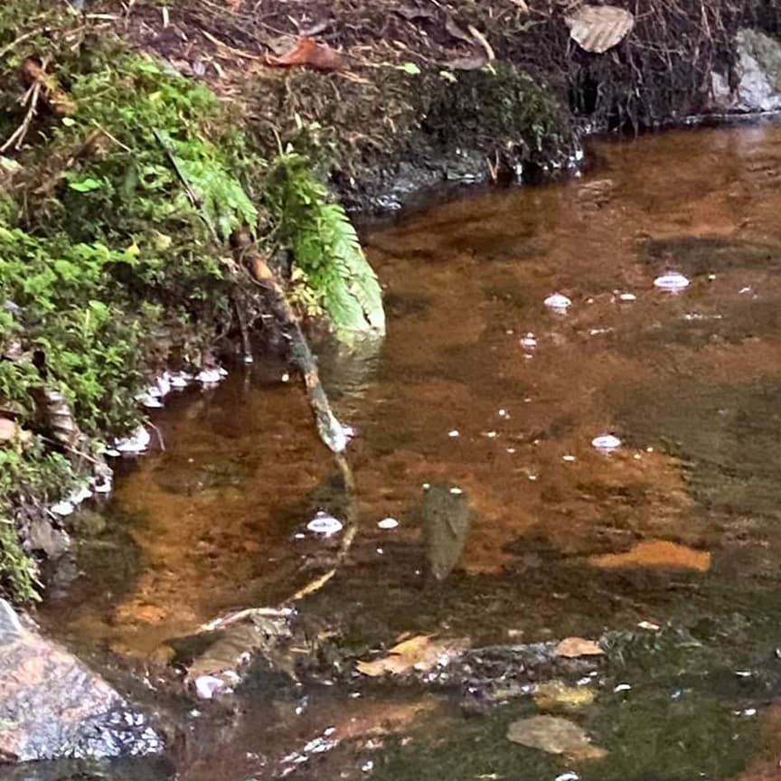 Varekilsån efter åtgärd 8+ fjordar